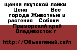 щенки якутской лайки › Цена ­ 15 000 - Все города Животные и растения » Собаки   . Приморский край,Владивосток г.